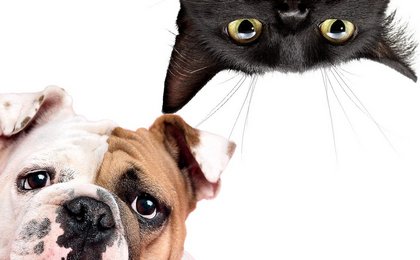 Беременность кошек и собак: ответы на частые вопросы