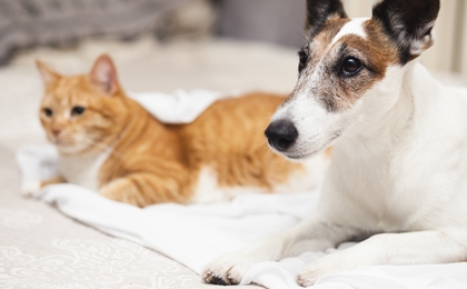 Что необходимо знать о стерилизации (кастрации) кошек и собак