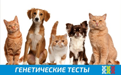 Генетические тесты для собак и кошек