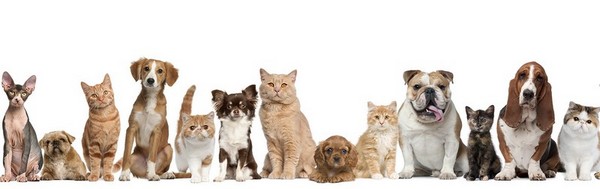 Genetic tests for dogs and cats 1