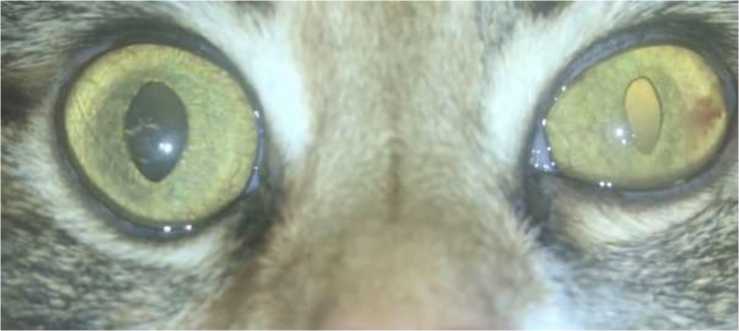 Анизокория у кошек